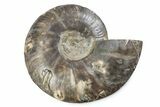 Cut & Polished Ammonite Fossil (Half) - Madagascar #362383-1